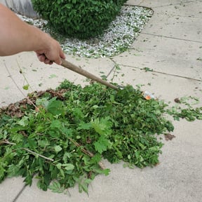 Bush Trimming by Kelly Lawn Care reviewed on August 19, 2025