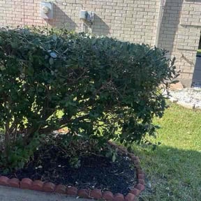 Bush Trimming by Lawn Pro grounds management reviewed on October 18, 2025