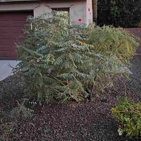 lawn service by Chek&#039;Rd Lawn Service reviewed on May 10, 2024