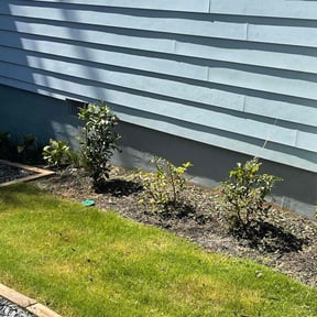 Bush Trimming by Next Level Lawn reviewed on August 16, 2025