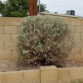Bush Trimming by D&D lawncare and maintenance reviewed on August 20, 2025