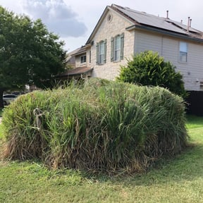 Bush Trimming by Young's Lawn Care Services reviewed on August 20, 2025