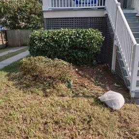 Bush Trimming by Catalina landscape  reviewed on December 4, 2025