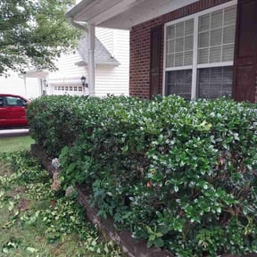 Bush Trimming by Davis lawn Care and Pressure Washing, LLC reviewed on August 20, 2025