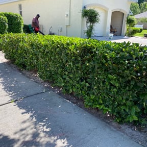 Bush Trimming by Nicholas Garbooshian reviewed on August 16, 2025