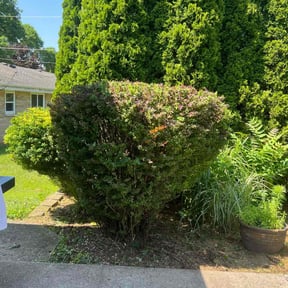 Bush Trimming by R&T lawncare reviewed on August 16, 2025