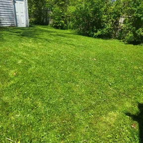 turf care by D&amp;k Taylor lawn care reviewed on August 21, 2025