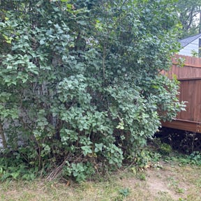 Bush Trimming by Highly Favored Cleaning &amp; Lawn Care LLC reviewed on August 18, 2025