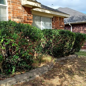 Bush Trimming by Vertical Lawn Care reviewed on August 17, 2025
