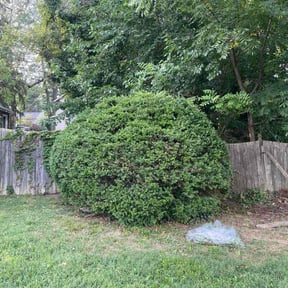 Bush Trimming by S &amp; G Landscaping, Inc. reviewed on November 8, 2025