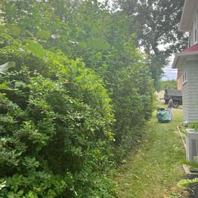 Bush Trimming by Williams Lawn Service reviewed on August 16, 2025