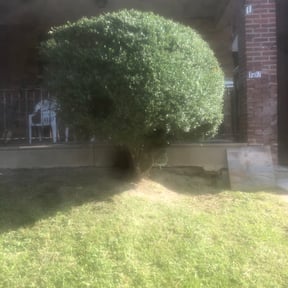 Bush Trimming by L&L Landscape Contractors LLC reviewed on August 17, 2025