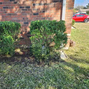 Bush Trimming by RJ landscaping reviewed on August 14, 2025