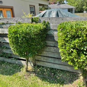 Bush Trimming by JR. landscaping services reviewed on August 18, 2025