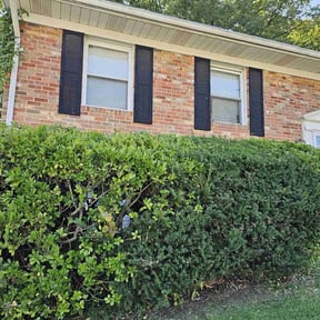 Bush Trimming by Terry Collins reviewed on November 22, 2025