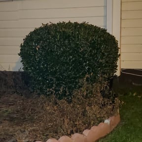 Bush Trimming by Moises Perez reviewed on August 18, 2025