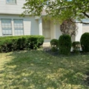 Bush Trimming by Go Green Electric Lawncare reviewed on August 19, 2025