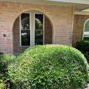 Bush Trimming by Keep it Loe Lawn Service reviewed on August 21, 2025