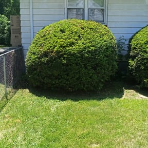 Bush Trimming by Bennett Lawn Maintenance reviewed on August 17, 2025