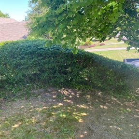 Bush Trimming by Stephen Reynolds reviewed on August 19, 2025
