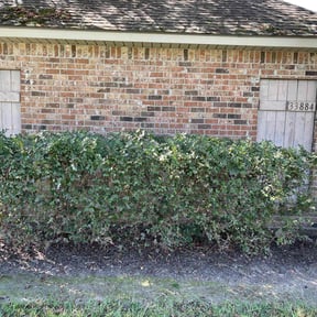 Bush Trimming by Murphy&#039;s Lawn &amp; Order reviewed on November 9, 2025