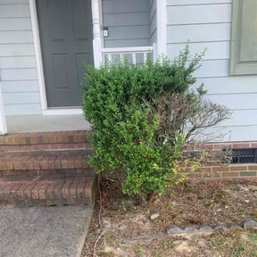 Bush Trimming by Payne lawncare reviewed on August 18, 2025