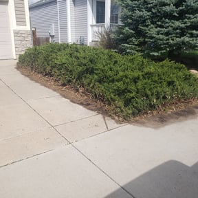 Bush Trimming by House 2 House Place 2 Place reviewed on August 16, 2025