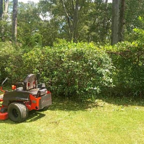 Bush Trimming by Mow Green Lawns reviewed on August 17, 2025