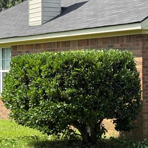 Bush Trimming by Gods Property Lawn & landscaping reviewed on August 21, 2025