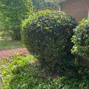 Bush Trimming by Natedog Services LLC reviewed on August 17, 2025
