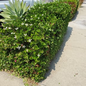 Bush Trimming by PNJ Landscaping reviewed on August 15, 2025