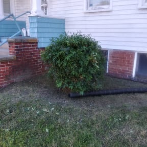 Bush Trimming by Knox Vegas Lawn Service reviewed on August 20, 2025