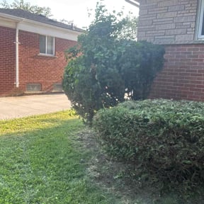 Bush Trimming by Country Boy Mikey&#039;s Lawn Care reviewed on November 22, 2025