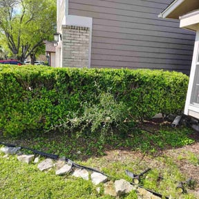 Bush Trimming by Godwin Clean &amp; Green LLC reviewed on March 20, 2026