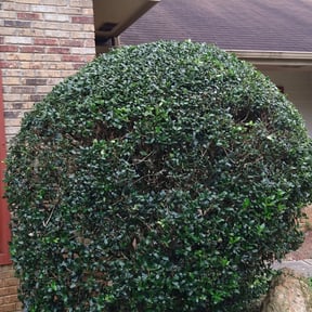 Bush Trimming by C&L landscaping reviewed on August 19, 2025