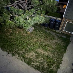 Bush Trimming by SK Services reviewed on August 20, 2025