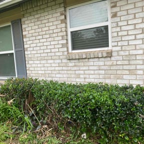 Bush Trimming by Evergreen Outdoor and Construction reviewed on August 16, 2025