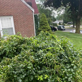 Bush Trimming by Jose Landscaping. reviewed on August 18, 2025