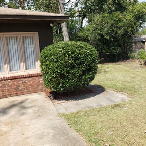 Bush Trimming by Williamson's Lawn Care and Service reviewed on August 15, 2025