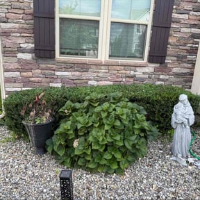 Bush Trimming by Brites property preservation reviewed on November 23, 2025