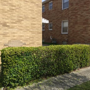 Bush Trimming by 3DM reviewed on August 18, 2025