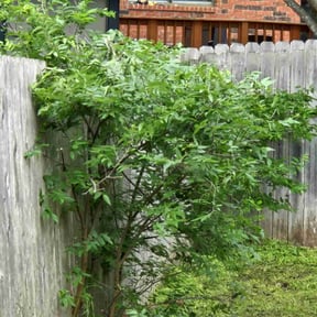 Bush Trimming by Fresh Cut Yard Workz reviewed on August 17, 2025