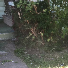 Bush Trimming by Delacruz services reviewed on August 16, 2025