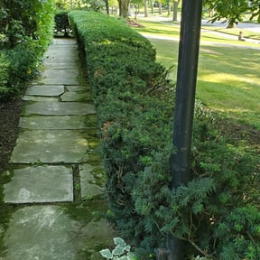 Bush Trimming by Student Loan Payment Lawn Care reviewed on August 17, 2025