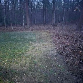 Leaf Removal by Walt Mandrick reviewed on December 18, 2025