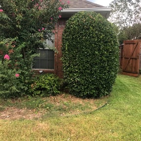Bush Trimming by Schuetz Landscaping Services reviewed on August 19, 2025