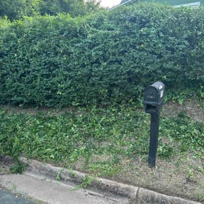 Bush Trimming by Dre's Landscaping Service reviewed on August 18, 2025
