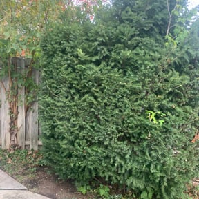 Bush Trimming by Clean cut lawn care reviewed on August 17, 2025