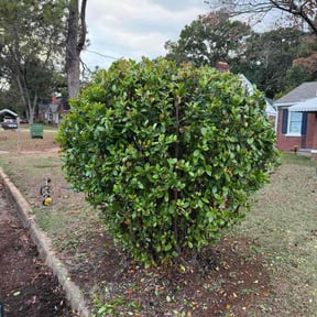 Bush Trimming by KRP Landscape LLC reviewed on June 25, 2025