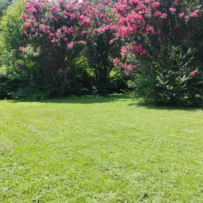 yard care by Dallas Enterprise LLC Lawn Care Services reviewed on August 19, 2025